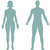 female and male silhouette body images